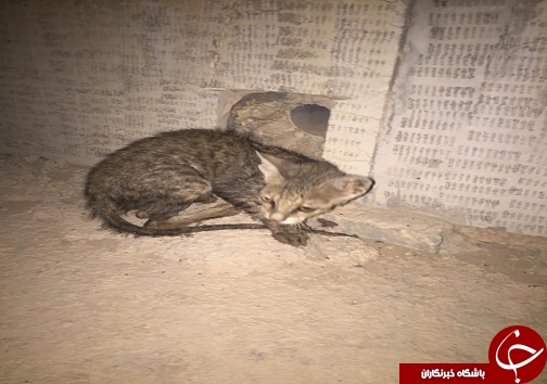 سقوط یک قلاده بچه گربه در رودخانه