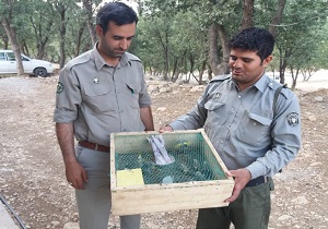 دستگیری صیاد متخلف زنده گیری پرنده در کوهرنگ