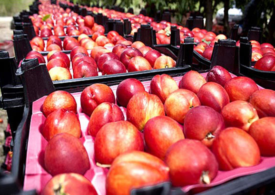 میوه&zwnj;های شیرین تابستانی چاق می&zwnj;کنند؟