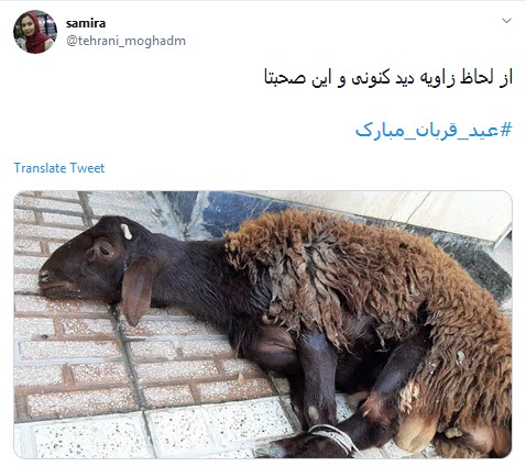 #عید-قربان / یعنی میرسه اون روزی که موفق به قربانی کردن نفسمون بشیم؟ +تصاویر