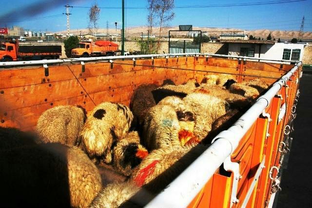 کشف دام قاچاق در زنجان