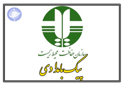 چرا پاندا‌ها به مدفوع اسب علاقه دارند؟ + فیلم