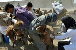 پایان فاز اول اجرای طرح واکسیناسیون دام&zwnj;ها علیه بیماری تب برفکی