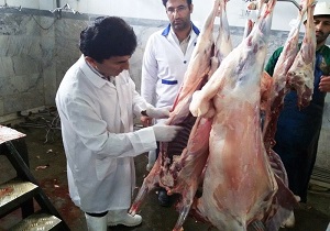 نظارت بر بیش از ۱۰ هزار کیلوگرم گوشت ذبح در شهرستان درمیان