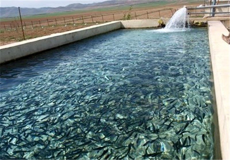 ۱۵۰ هزار قطعه بچه ماهی گرمابی در منابع آبی مهرستان رها سازی شد