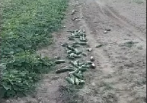 تخلیه فاضلاب صنعتی در دریای خزر!/اتفاق عجیب برای ساینا پس از چند ساعت ماندن در آفتاب! + فیلم و تصاویر