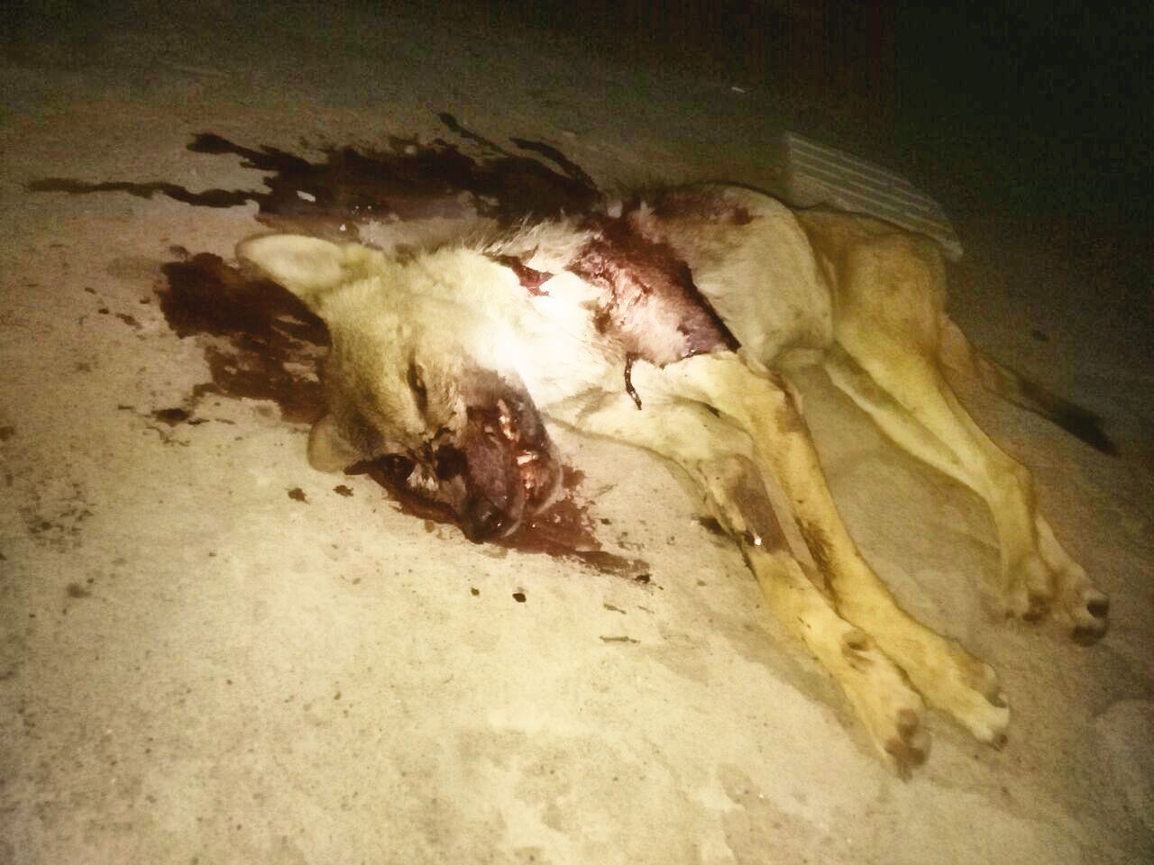 ۴ زخمی در حمله گرگ‌ها به روستای غلمانسرای تسوج
