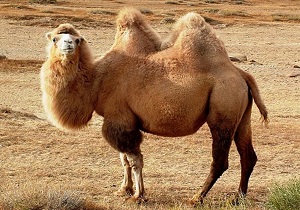 اردبیل قطب شتر دوکوهانه کشور است