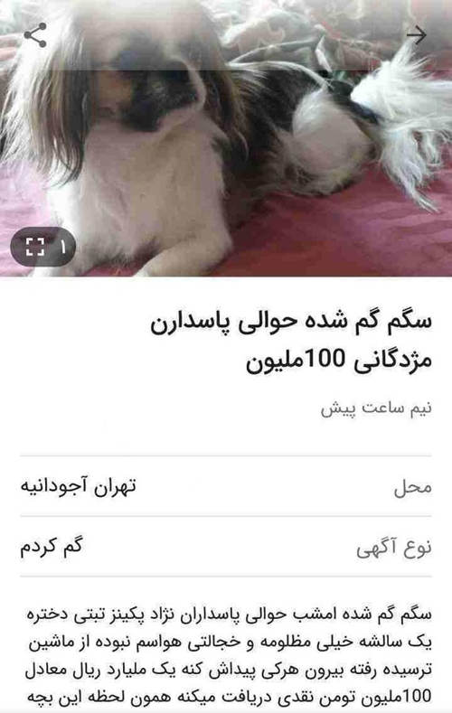 مژدگانی ۱۰۰میلیونی برای سگ گمشده! +عکس