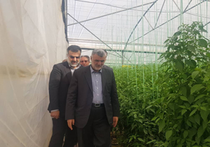 بازدید وزیر جهادکشاورزی از گلخانه شهرستان پاسارگاد