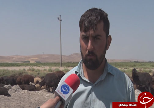 سفر بیش از ۵۰ هزار پرنده مهاجر به بهشت پرندگان ایران