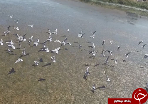 سفر بیش از ۵۰ هزار پرنده مهاجر به بهشت پرندگان ایران