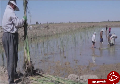 سفر بیش از ۵۰ هزار پرنده مهاجر به بهشت پرندگان ایران