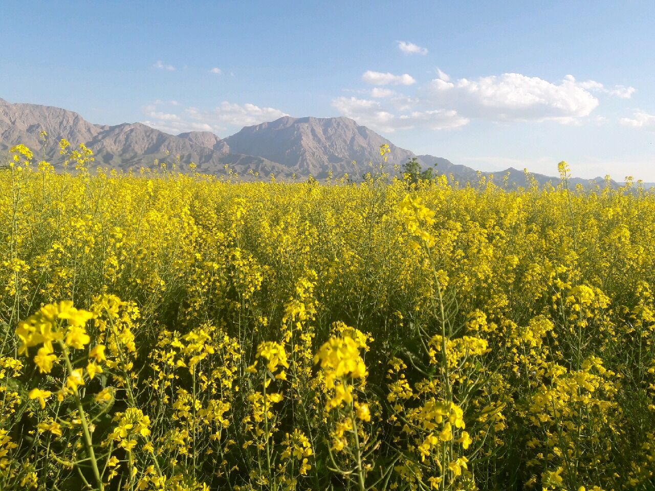 توسعه کشت دانه روغنی کلزا کاهش وابستگی کشور به واردات/۲۵۰ هکتار سطح زیر کشت کلزای شهرستان سبزوار