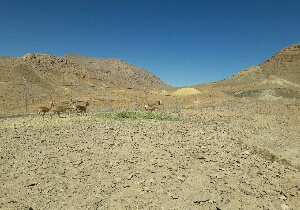 آغاز زون بندی منطقه حفاظت شده آرک و گرنگ به زودی