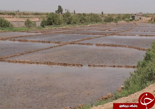 اراضی کشاورزی سیلی خورده از سیل خوزستان جان گرفتند/نارضایتی کشاورزان از روند پرداخت خسارت ها+فیلم