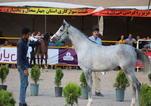 جشنواره ملی اسب اصیل دره شوری در شهرکرد