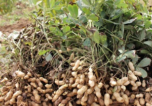پیش بینی برداشت بیش از ۱۰ تن بادام زمینی در شهرستان کوثر