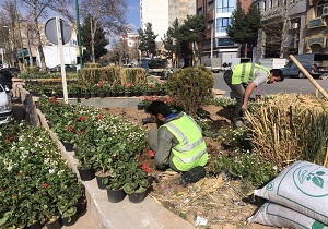 کاشت ۲۸ هزار گل فصلی مقاوم به خشکی