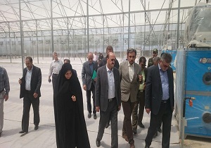 بازدید استاندار قزوین از یک واحدی گلخانه&zwnj;ای
