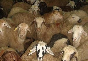 کشف ۱۱۰ راس دام قاچاق در اردبیل