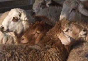 توقیف ۴۴ رأس گوسفند قاچاق در درمیان