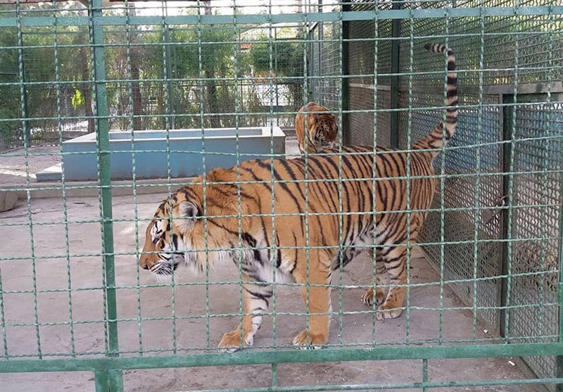 درخواست دوباره اداره کل محیط زیست نسبت به تعطیلی باغ وحش مشهد درخواست دوباره اداره کل محیط زیست نسبت به تعطیلی باغ وحش مشهد