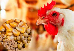 تولیدکنندگان نگران تامین نهاده‌های دام و طیور نباشند