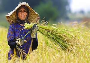 طرح توان افزایی زنان روستایی در تولید محصولات سالم عملیاتی می‌شود