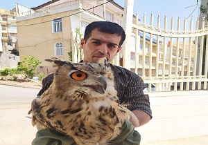 یک بهله جغد شاخ دار نجات یافت
