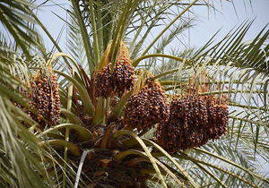 پیش بینی برداشت ۱۶۰ هزار تن خرما در فارس