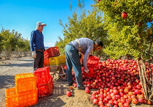 مشارکت شرکت‌های دانش بنیان با هدف کاهش خسارت ۳۰ درصدی ناشی از آفت گلوگاه درختان انار