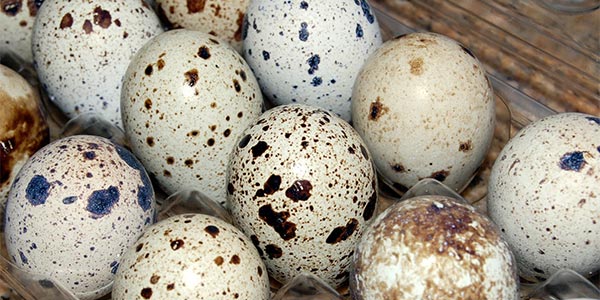 خرید تخم مرغ بلدرچین بسته بندی چقدر هزینه دارد؟ + جدول