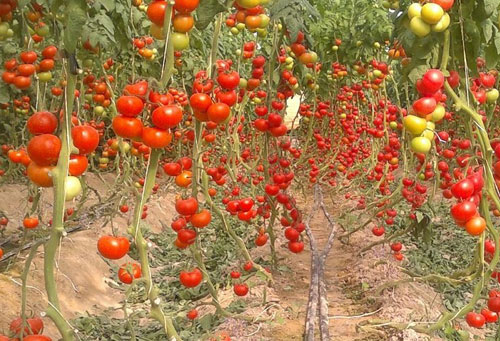 برداشت روزانه یک هزار تن گوجه در نهاوند