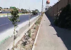 خشک شدن درختان اتوبان فتح در سایه بی‌توجهی + فیلم