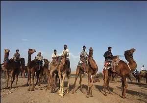 مسابقات شتر سواری در حمیدیه برپا می شود