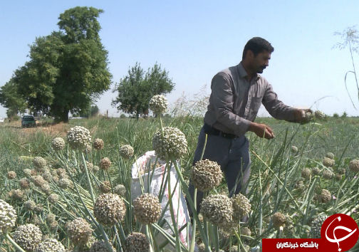 رونق کشاورزی گلستان در گرو حفظ بذرها بومی