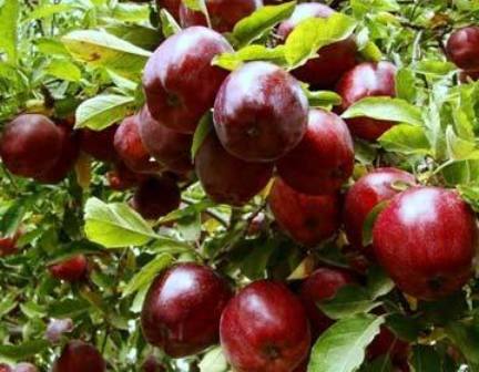 تولید ۱۵ درصد محصولات سردرختی آذربایجان شرقی در اهر
