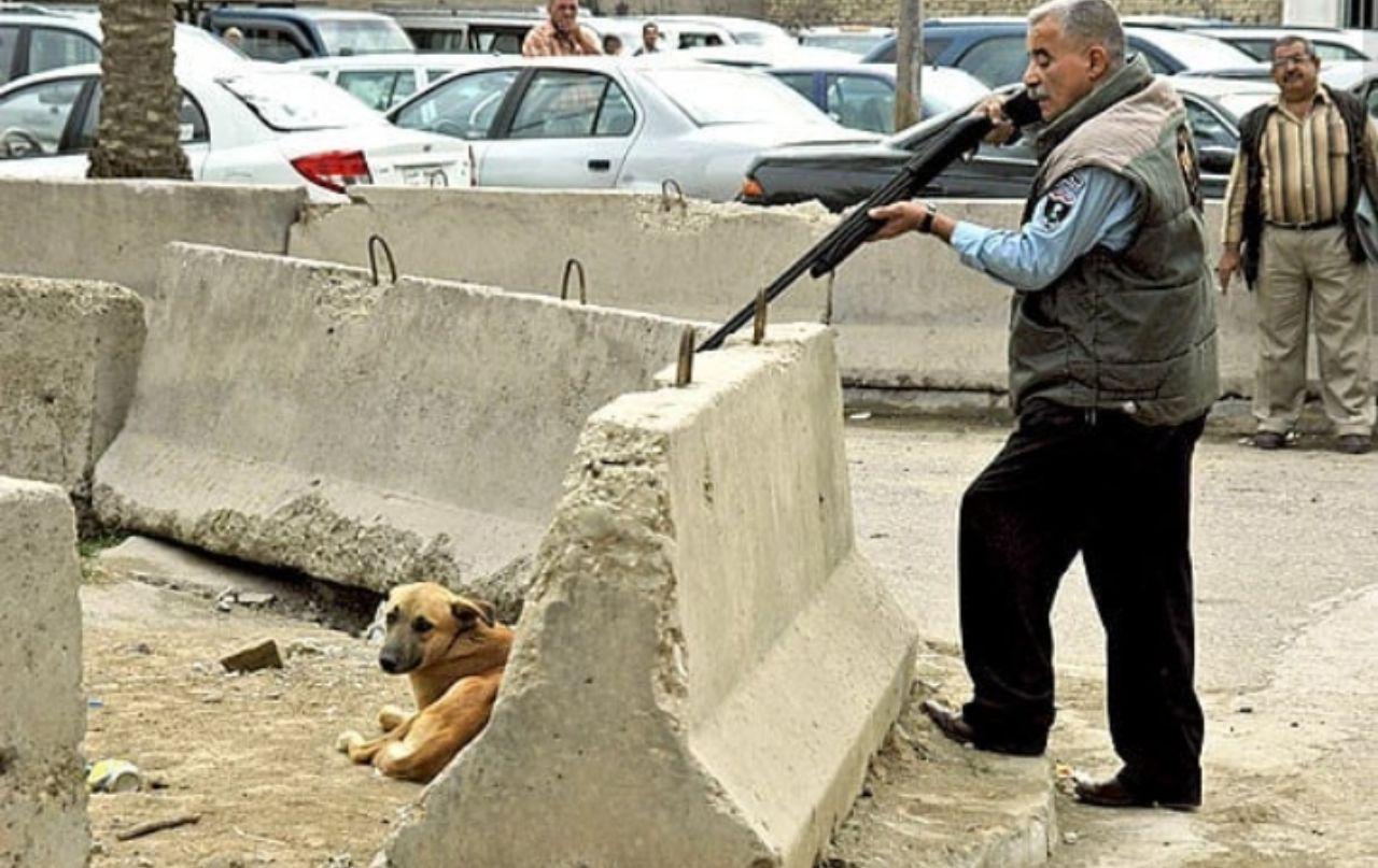 خبر تزریق اسید و کشتار سگ&zwnj;های خیابان&zwnj;گرد تهران صحت دارد