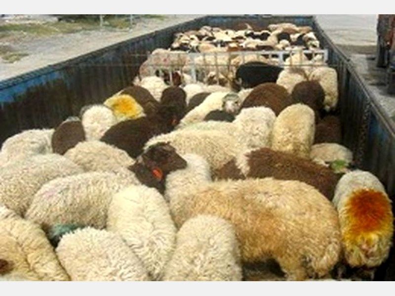 دستگیری سارقانی که در قالب مامور اداره برق سرقت می&zwnj;کردند