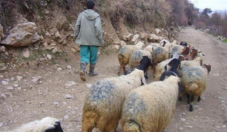 بیمه ۷۵ درصدی جمعیت عشایری استان ایلام