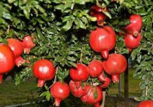 توزیع ۲۵ هزار تریکو کارت بین باغداران انار خوسف