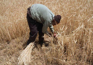 درو کردن گندم به شیوه سنتی در «بیدره» + فیلم