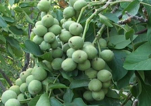 مغز شگفت انگیز تابستانی