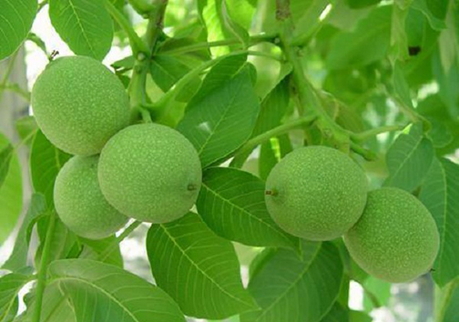 مغز شگفت انگیز تابستانی