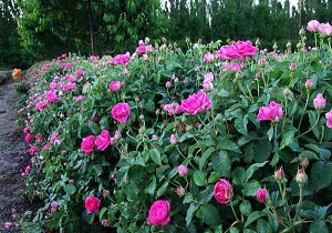افزایش ۲۰ هکتاری گل محمدی در ملایر