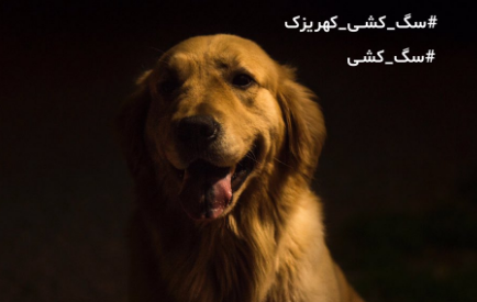انزجار کاربران از اقدام اخیر شهرداری تهران/ #نه به سگ کشی+ تصاویر
