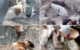 واکاوری ماجرای پرحاشیه سگ&zwnj;کشی در تهران