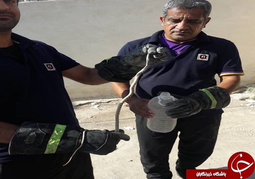 رؤیت یک حلقه مار در یک منزل مسکونی