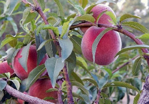 برگزاری دومین جشنواره استانی هلو به میزبانی شهر شندآباد